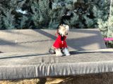 Tek Resmî Üreti̇ci̇si̇nden Mi̇nyatür Schnauzer Yavrular
