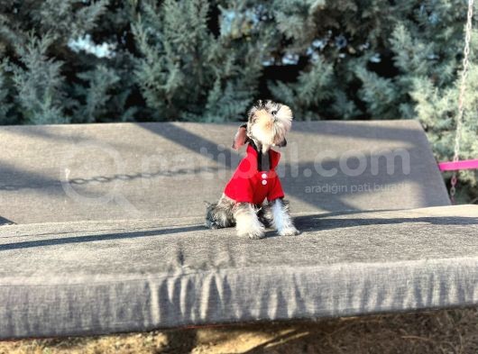 Tek Resmî Üreti̇ci̇si̇nden Mi̇nyatür Schnauzer Yavrular görsel