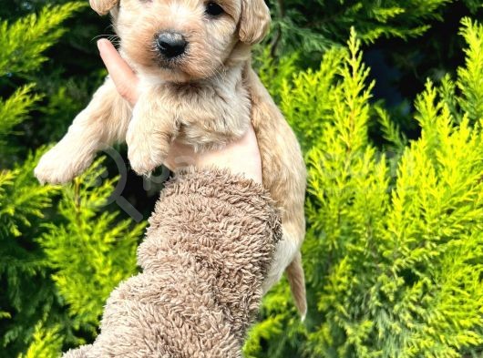 Maltipoo Yavrularim