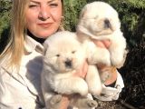 Muhteşem Çin Aslanı Chow Chow Yavrularımız