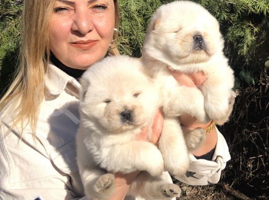 Muhteşem Çin Aslanı Chow Chow Yavrularımız görsel