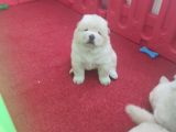 Chow Chow Yavrularım Sağlık Ve Irk Garantildşr
