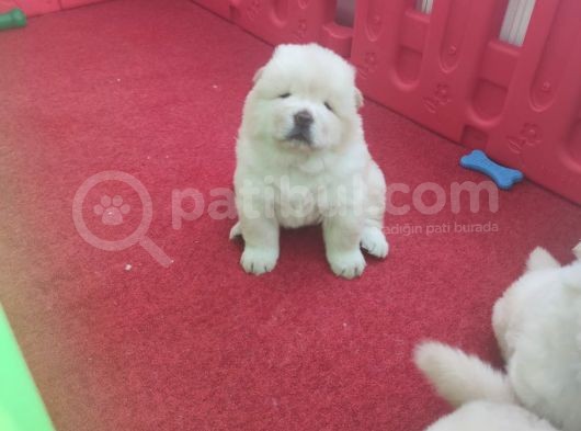 Chow Chow Yavrularım Sağlık Ve Irk Garantildşr görsel