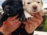 Gerçek Irk Labrador Yavrularım