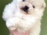 POMERANİAN DİŞİ ÜST KALİTE