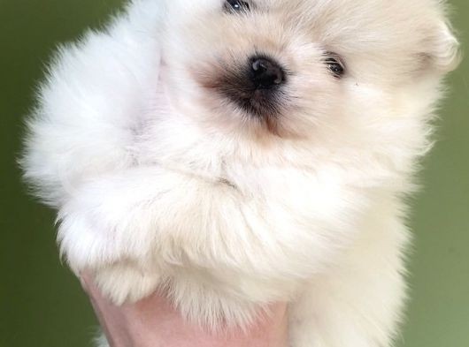 Pomerani̇an Di̇şi̇ Üst Kali̇te
