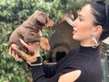 Doberman Yavrularım Sağlık Ve Irk Garantilidir