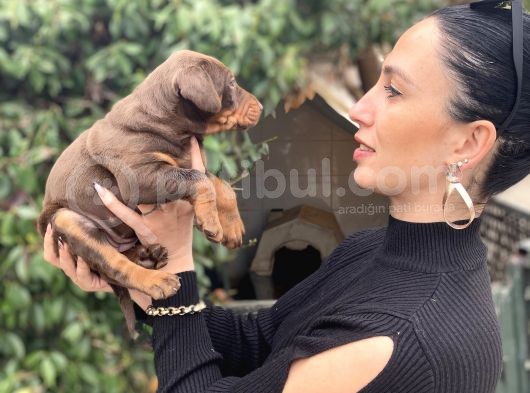 Doberman Yavrularım Sağlık Ve Irk Garantilidir görsel