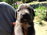 Cane Corso Blue Ve Siyah Yavrularım Sağlık Ve Irk Garantilidir