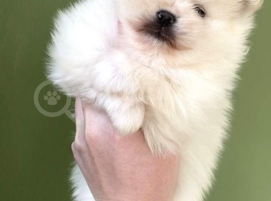 Pomerani̇an Di̇şi̇ Üst Kali̇te görsel