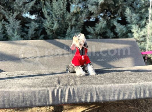 Tek Resmî Üreti̇ci̇si̇nden Mi̇nyatür Schnauzer Yavrular görsel