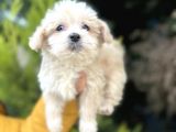 Küçük Maltipoo Bebeğim