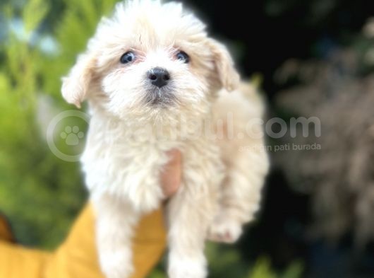 Küçük Maltipoo Bebeğim görsel