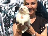 Kar Beyaz Maltese Terrier Yavrularımız
