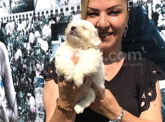 Kar Beyaz Maltese Terrier Yavrularımız görsel