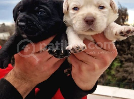 Gerçek Irk Labrador Yavrularım görsel