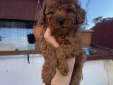 Redbrown Bebekler