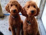 Labradoodle mini standart dev orjinal kırmızı safkan garantili