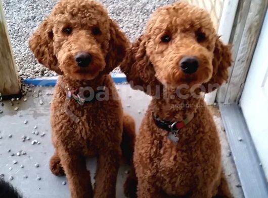 Labradoodle Mini Standart Dev Orjinal Kırmızı Safkan Garantili