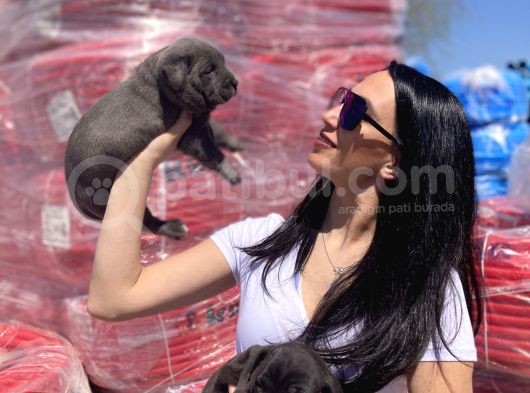 Cane Corso Blue Ve Siyah Yavrularım Sağlık Ve Irk Garantilidir görsel