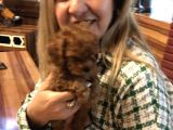 ırk Garantili harika toy Poodle Yavrularımız
