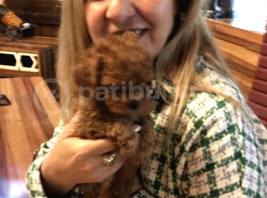 Irk Garantili Harika Toy Poodle Yavrularımız
