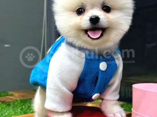 Orji̇nal Pomerani̇an Boo