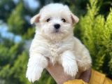 Xsmall morkie