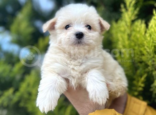 Xsmall Morkie