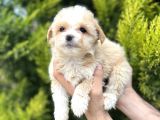 Sütlü kahve maltipoo Bebeğim