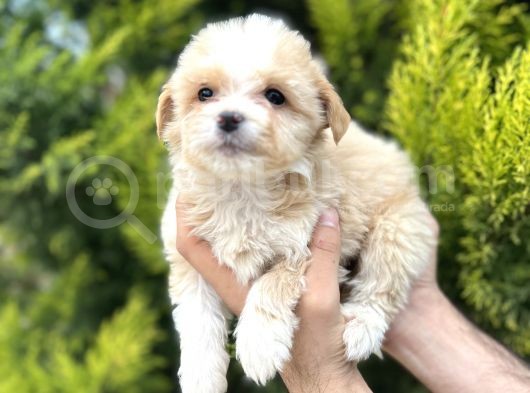 Sütlü Kahve Maltipoo Bebeğim