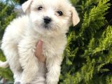 Küçük Morkie Bebeğim