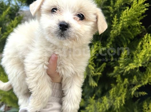 Küçük Morkie Bebeğim görsel
