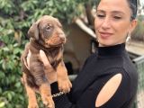 Doberman Yavrularım Sağlık Ve Irk Garantilidir