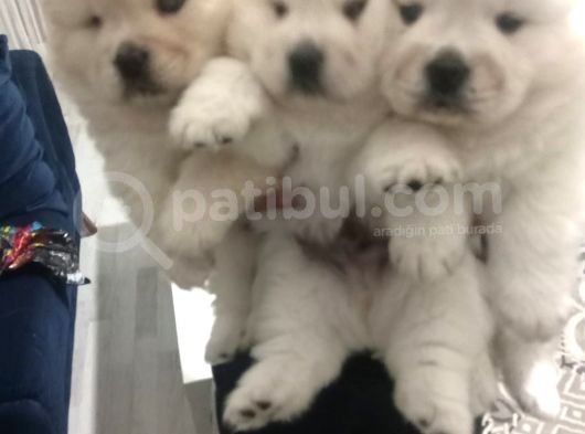 Chow Chow Yavrularım Sağlık Ve Irk Garantildşr görsel