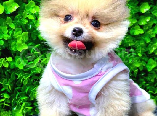 Pomerani̇an Boo Di̇şi̇ Üst Kali̇te görsel