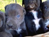 Cane corso blue ve siyah yavrularım sağlık ve ırk garantilidir