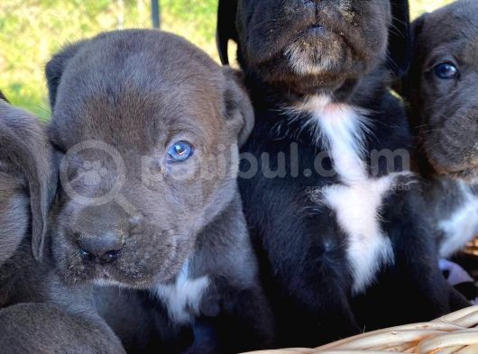 Cane Corso Blue Ve Siyah Yavrularım Sağlık Ve Irk Garantilidir
