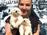 Kar Beyaz Maltese Terrier Yavrularımız