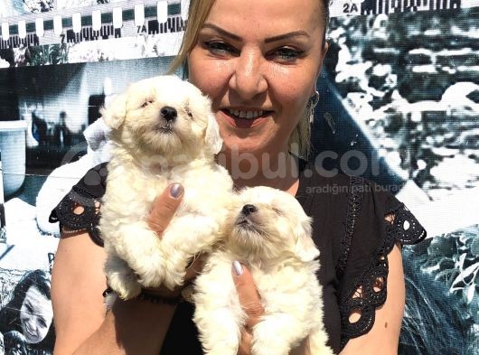Kar Beyaz Maltese Terrier Yavrularımız görsel