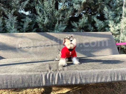 Tek Resmî Üreti̇ci̇si̇nden Mi̇nyatür Schnauzer Yavrular görsel