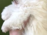 Pomerani̇an Di̇şi̇ Üst Kali̇te