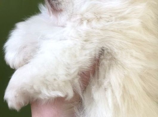 Pomerani̇an Di̇şi̇ Üst Kali̇te görsel
