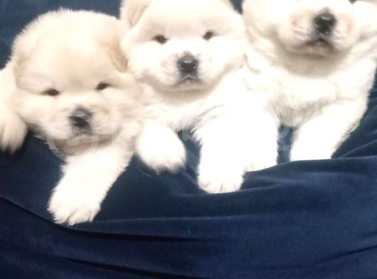 Chow Chow Yavrularım Sağlık Ve Irk Garantildşr görsel