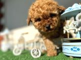 Teacup Toy Poodle Kaniş Apricot Kayısı Rengi Orjinal Safkan