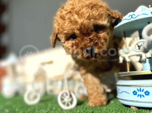 Teacup Toy Poodle Kaniş Apricot Kayısı Rengi Orjinal Safkan görsel