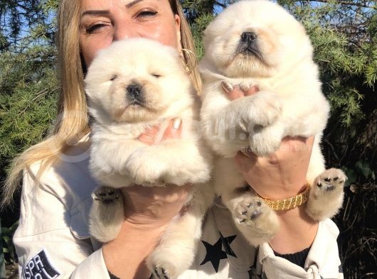 Muhteşem Çin Aslanı Chow Chow Yavrularımız