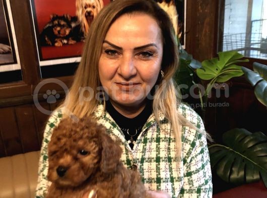 Irk Garantili Harika Toy Poodle Yavrularımız görsel