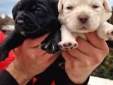 Gerçek Irk Labrador Yavrularım