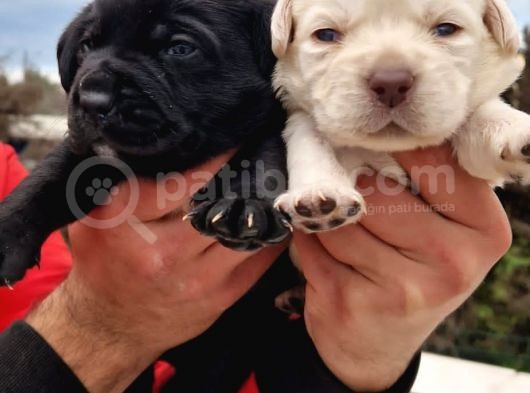 Gerçek Irk Labrador Yavrularım görsel